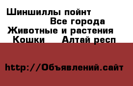 Шиншиллы пойнт ns1133,ny1133. - Все города Животные и растения » Кошки   . Алтай респ.